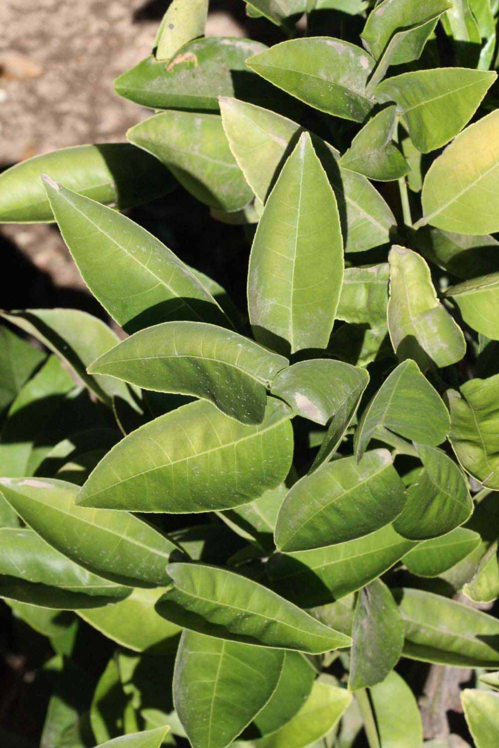              Sun leaves (Riverside, CA)       